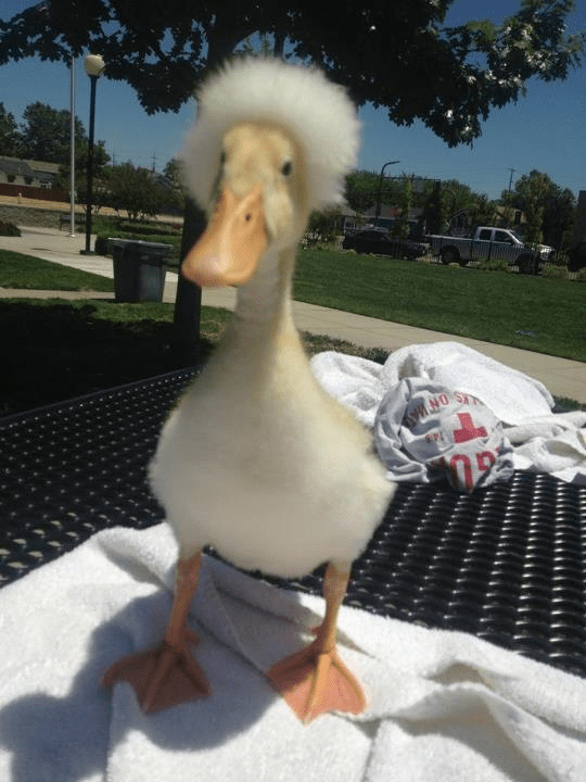 Snoop Ducky Duck